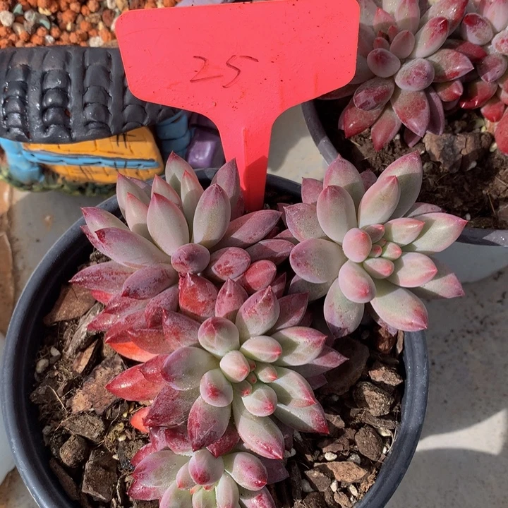 多日子机器72727272727