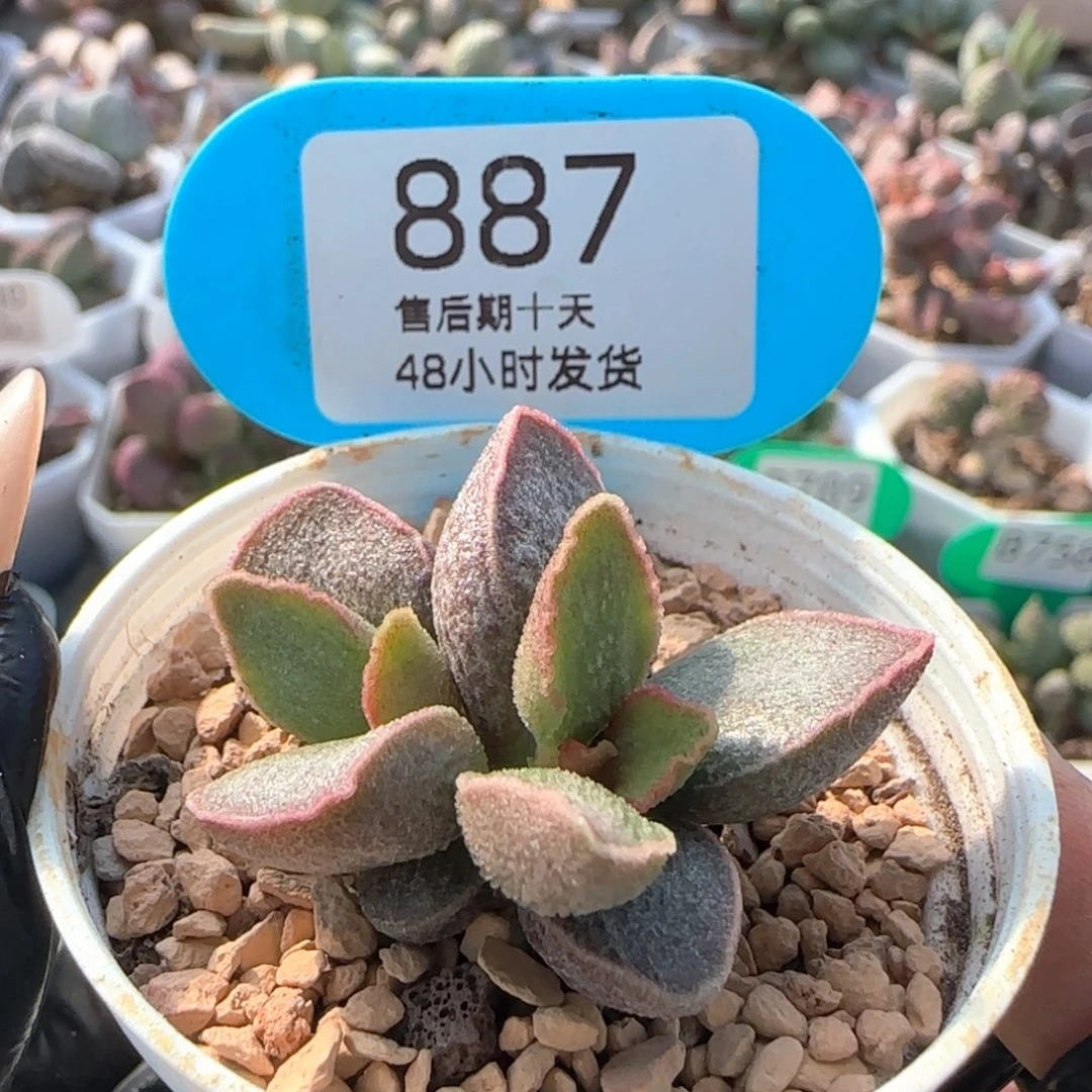 令羽。    887。