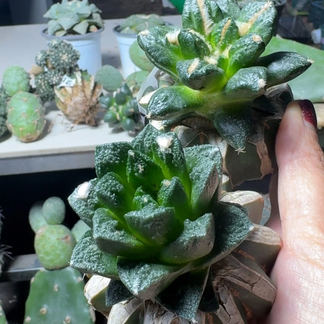 【闪购商品】无花朵两颗福利牡丹182.191