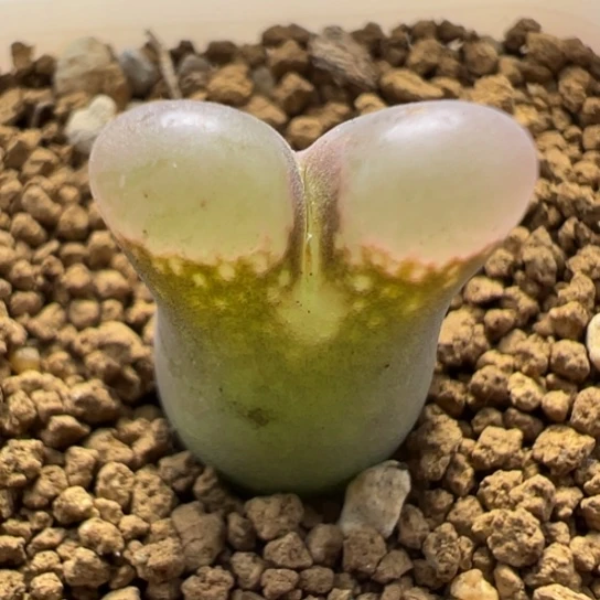 编号丢失美美风铃一颗191