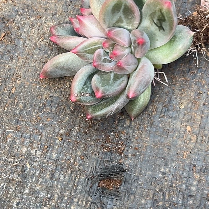 赵****美人杂交特价一物一拍