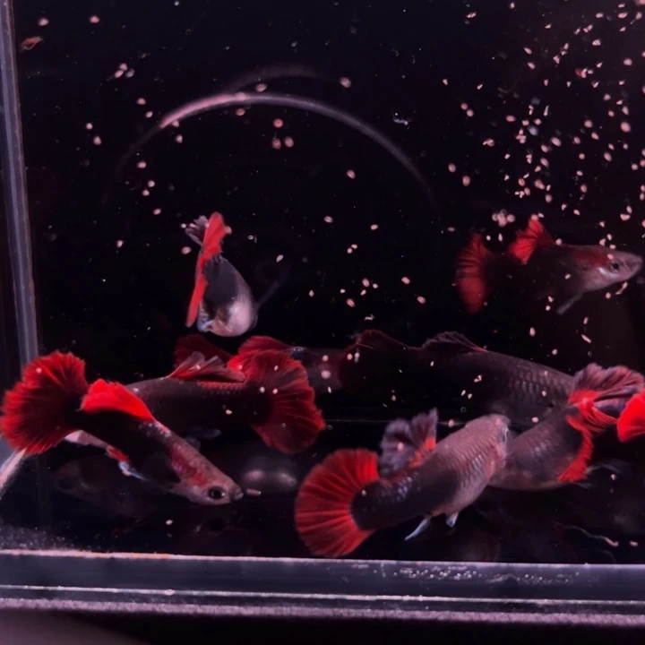 孔雀鱼爆绒折扇压成10条