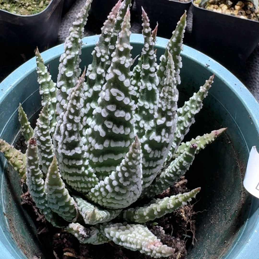 881烟圈杂交脱土发货