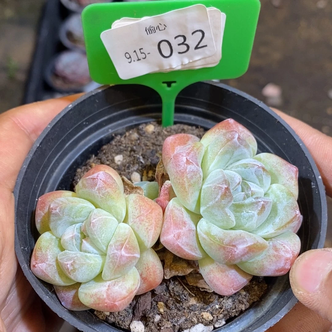 ?****肉915032多肉双头多肉不售后