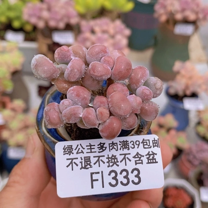腰子桃蛋5cm333多肉植物
