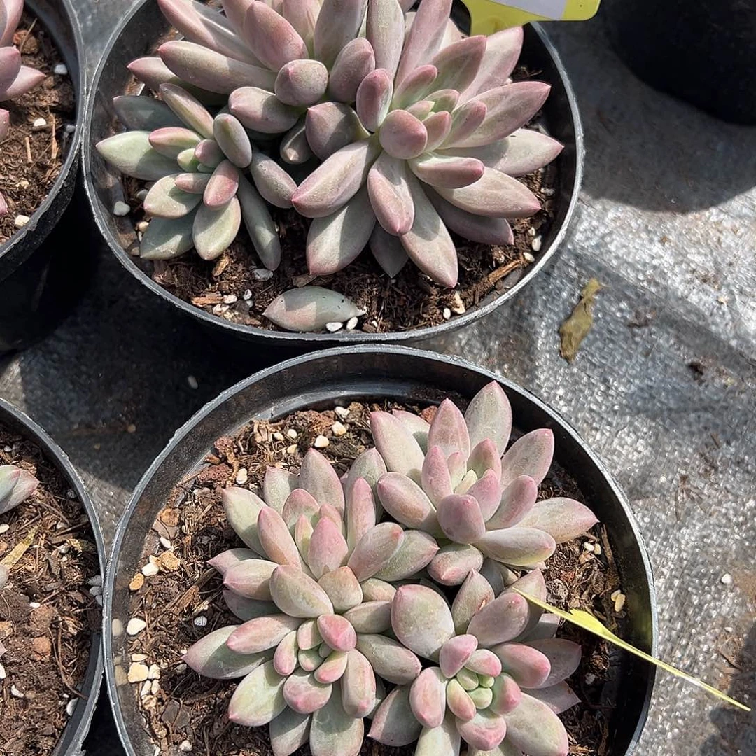 511008。        两颗红蜻蜓