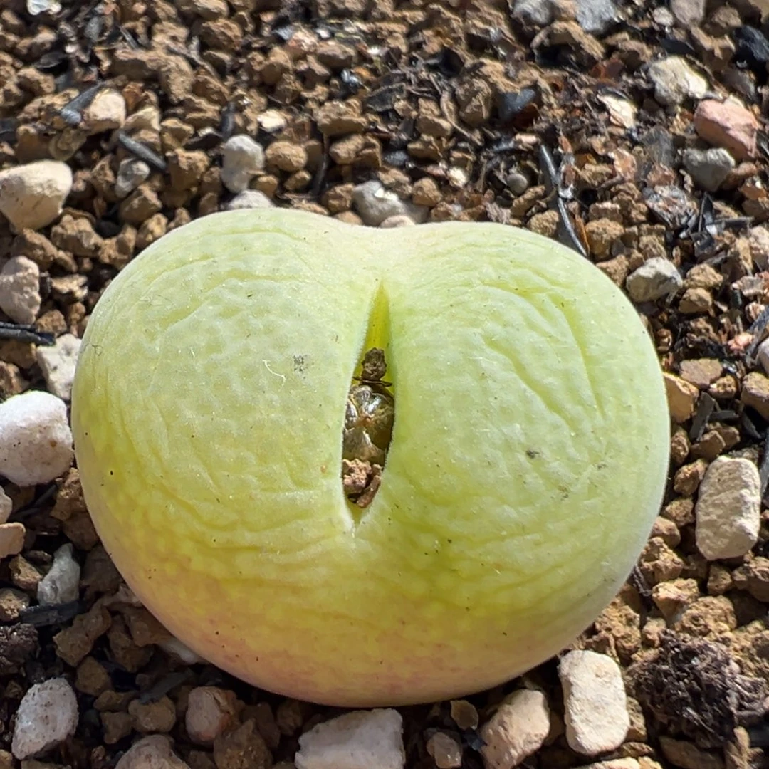 39多肉植物百科植物