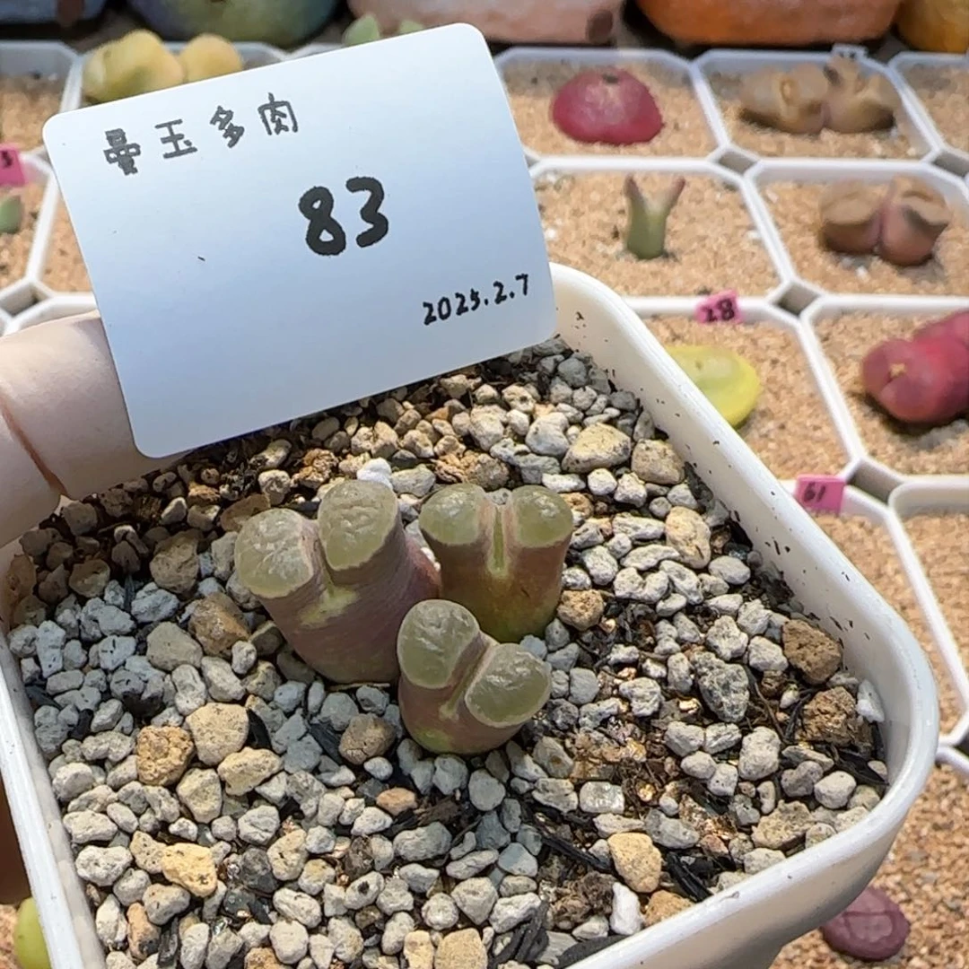 麦多肉多肉多肉2.7-083