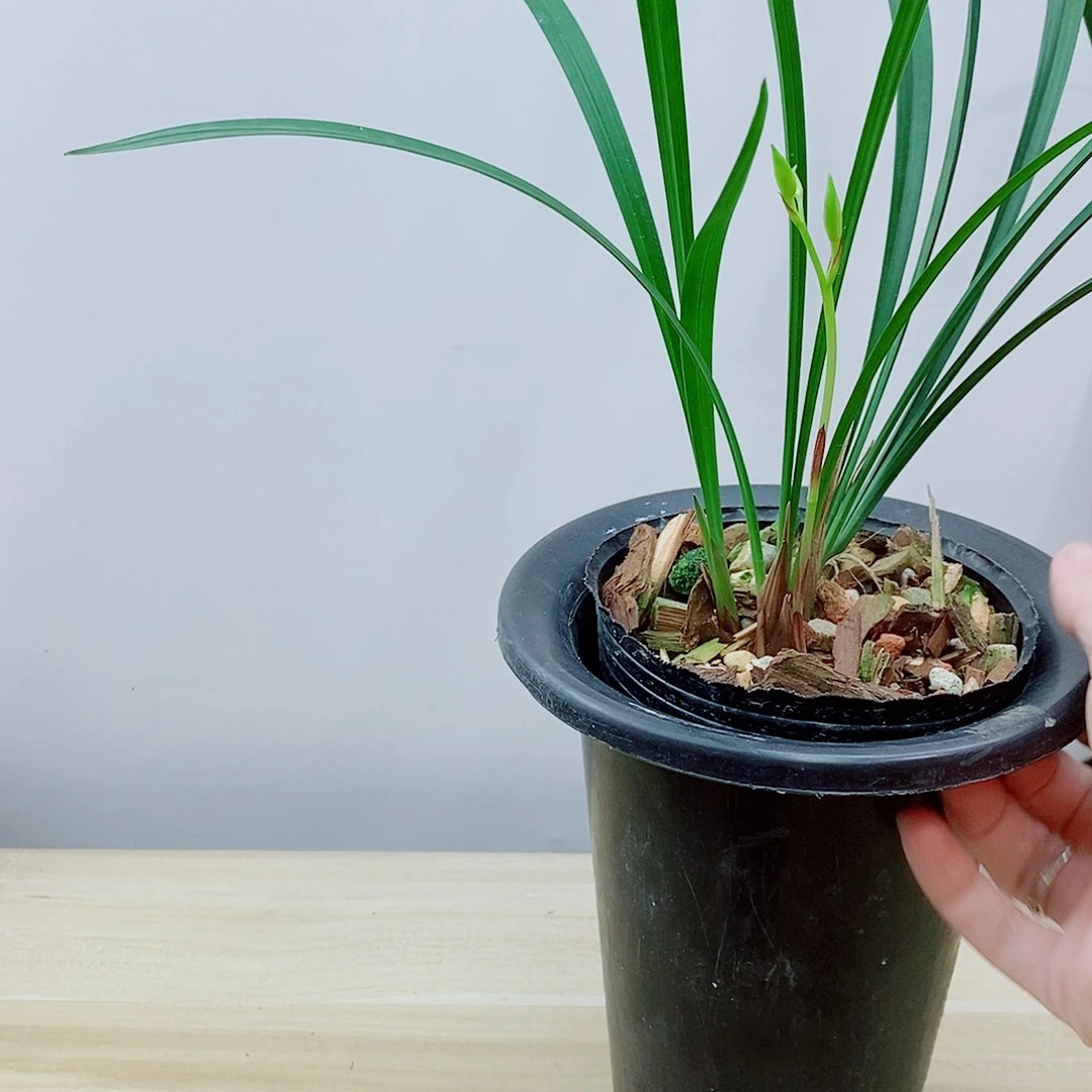 当前无花栽培后可以开花逸