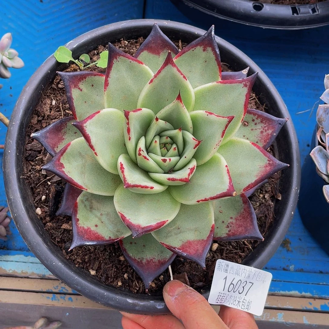 小***子乌木16037多肉多肉