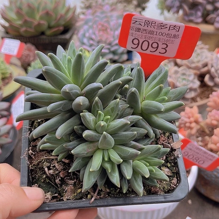 9093梵高美人。