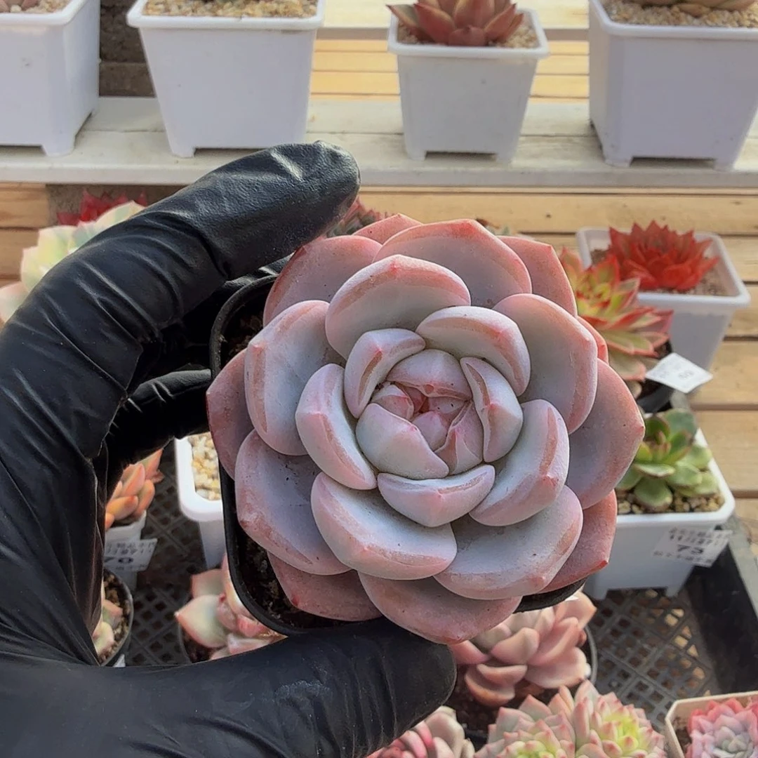 1127-77冰玉杂单头