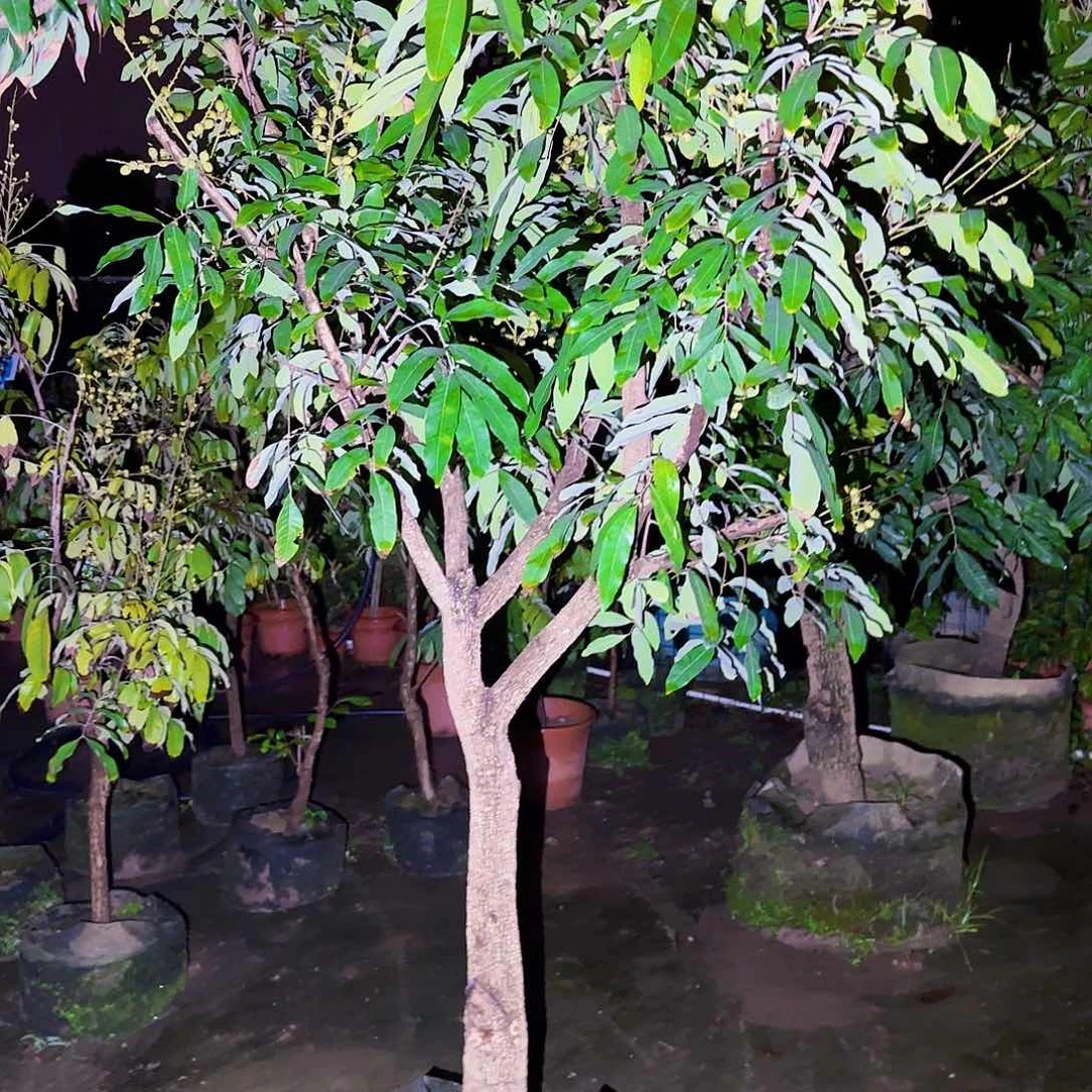 无花朵蓝****乐果树11111111111