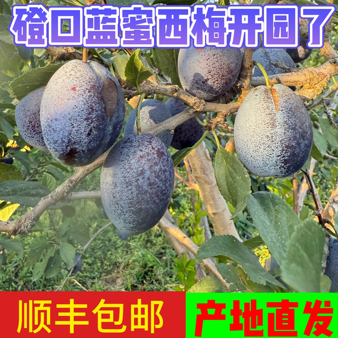 【顺丰包邮】内蒙沙漠蓝蜜西梅 爆汁爆甜 孕妇水果