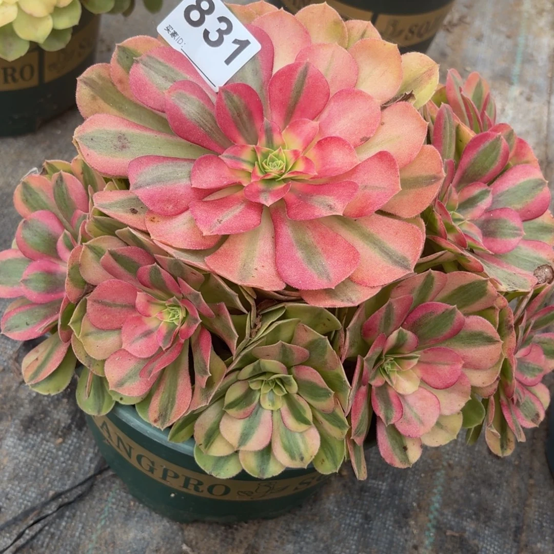 831大雨河多肉植物富肉