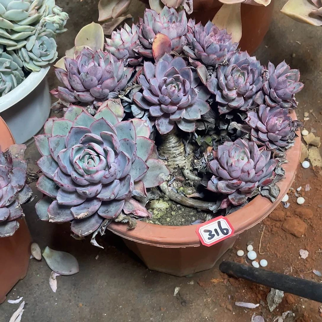 316赫拉一物一拍多肉