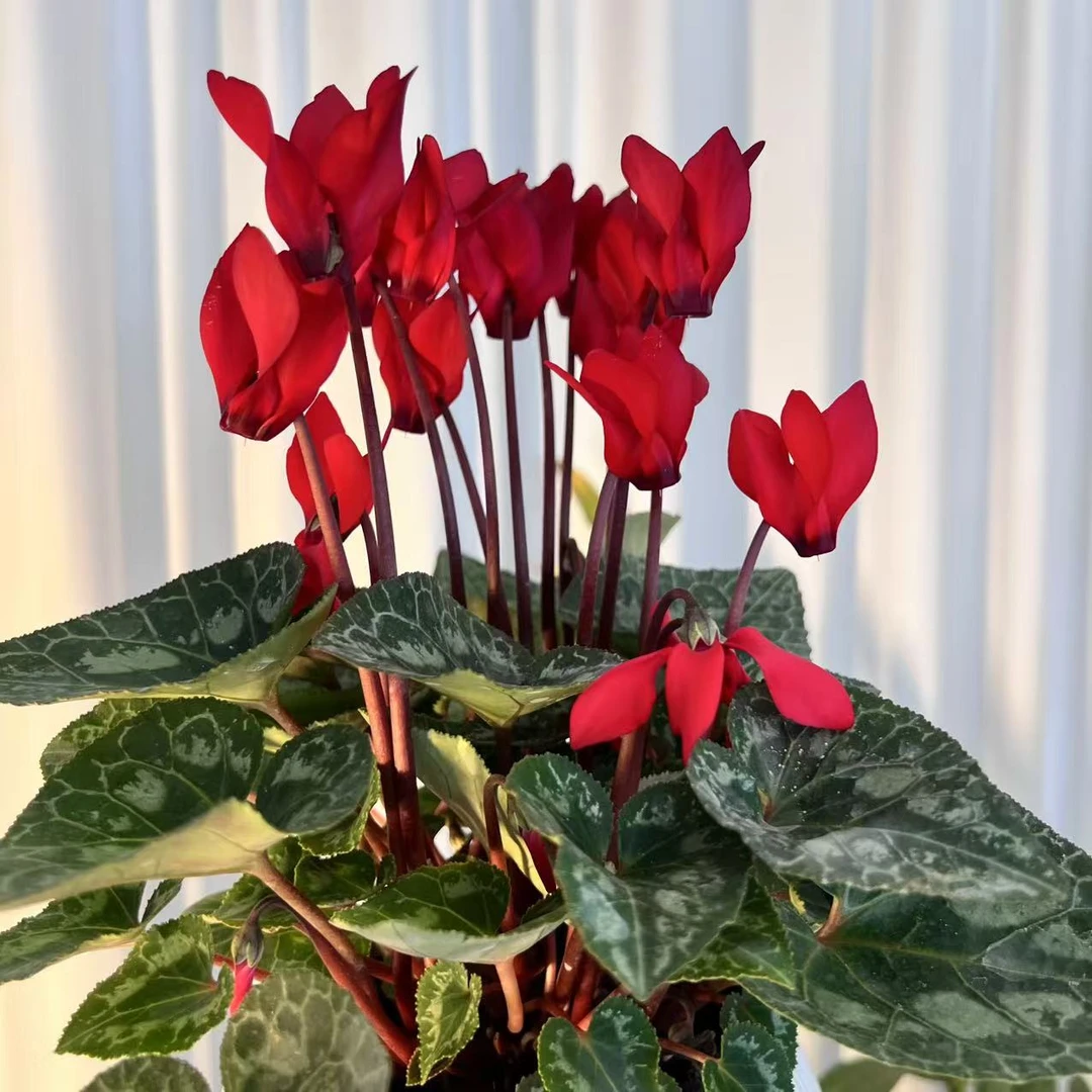 【带花苞】仙客来盆栽四季开花年宵花办公室内花卉植物兔子耳花苗