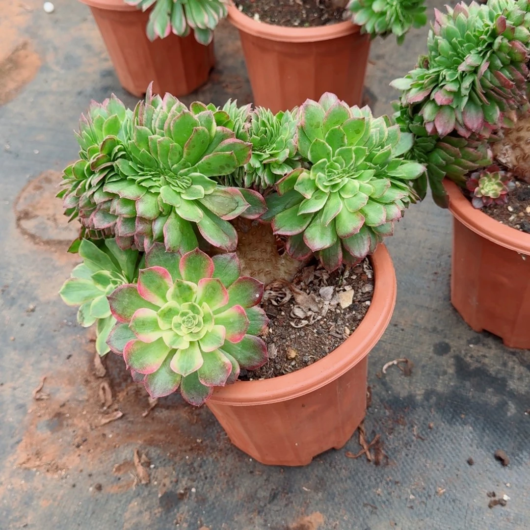 455海王缀化多肉植物满28包邮