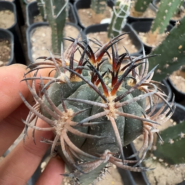 环纹刺阵太刀。 苗接。