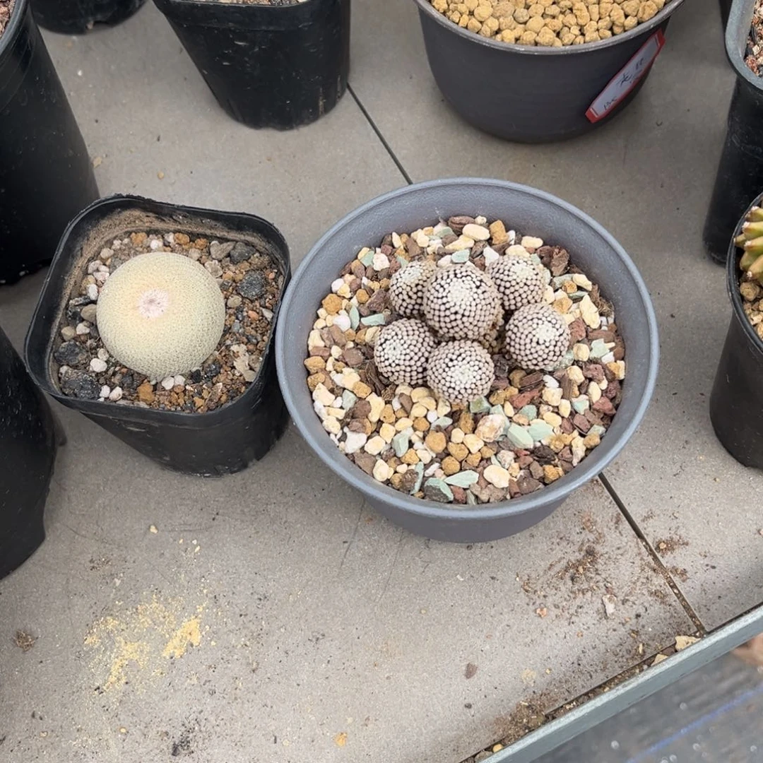 幸**家松针牡丹一物一拍