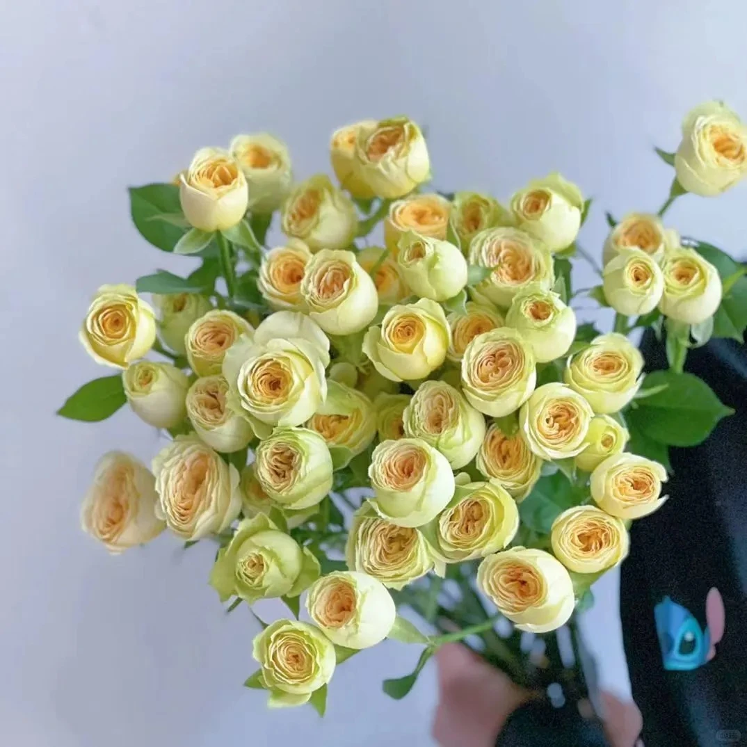 【梵花印梦玫瑰】牛油果1把  一单包邮，两单升级顺丰或京东冷链