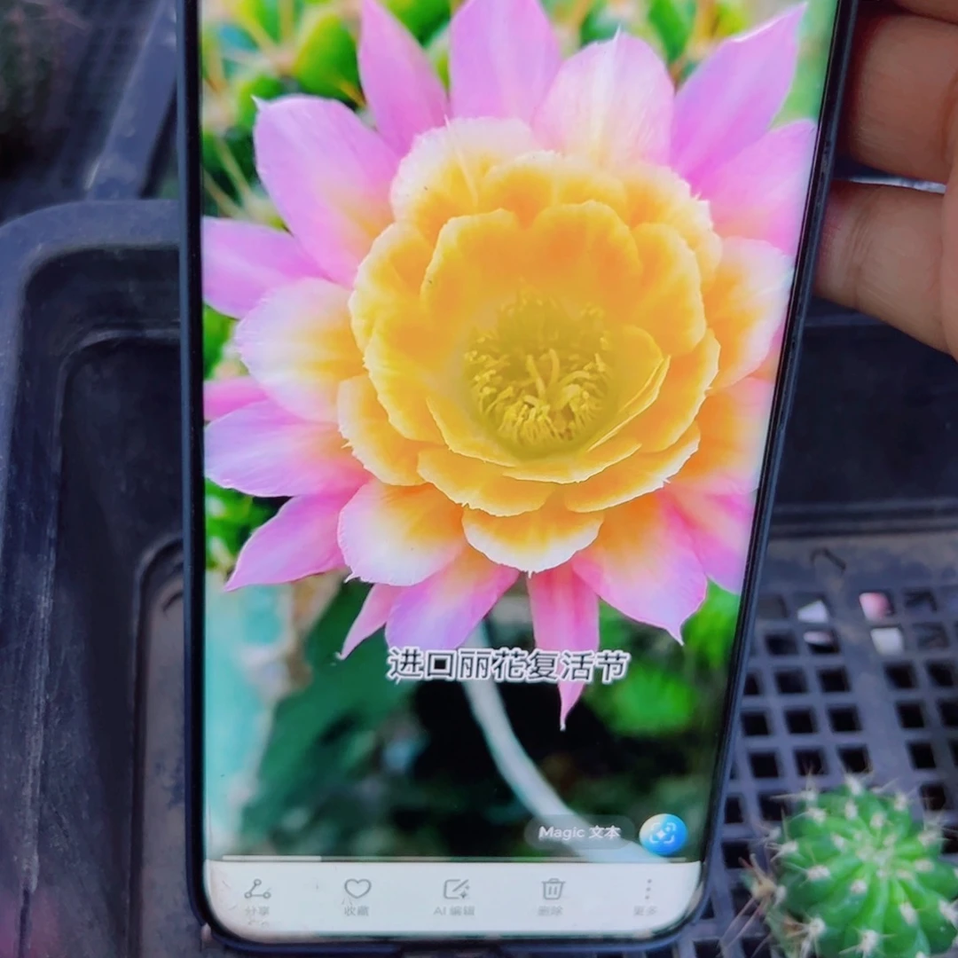 下26丽花复活节歪无根侧芽2一3公分左右20包邮