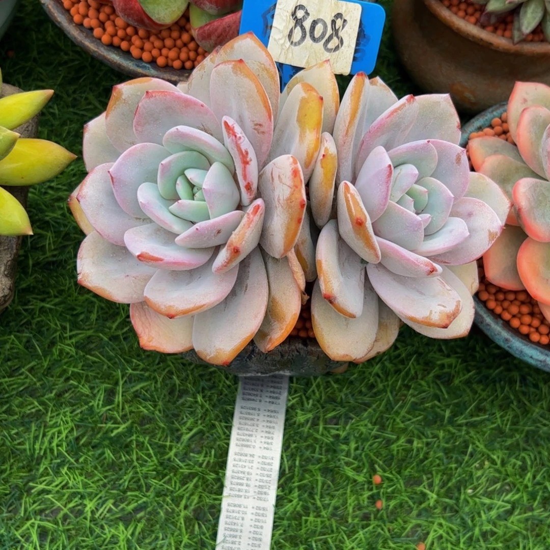 木****双头奶茶多肉植物