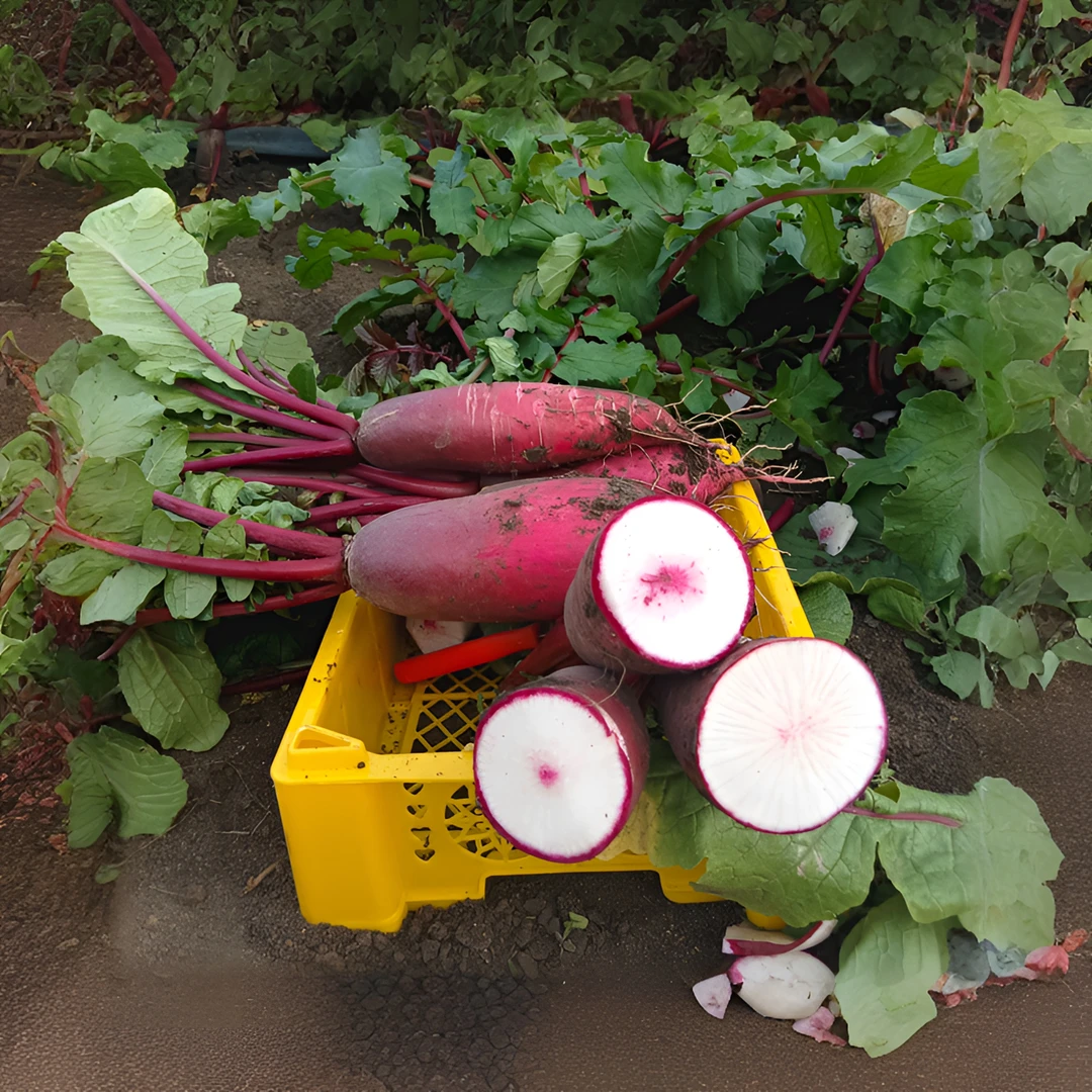 邳州红萝卜5斤生鲜不宜久放农产品大小不同带泥