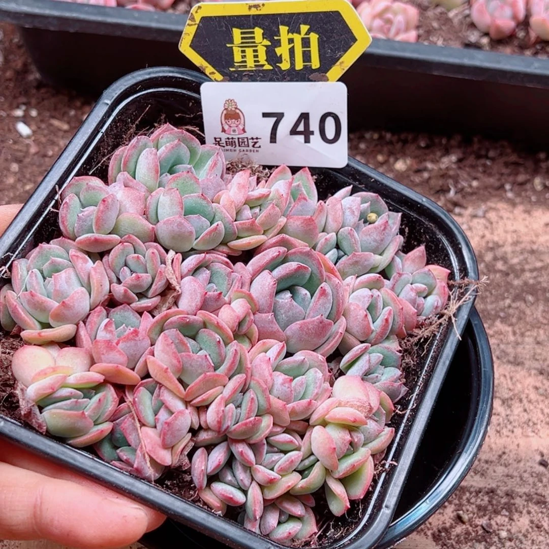 多肉植物多肉植物