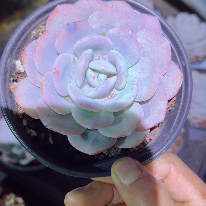 精品多肉植物老桩