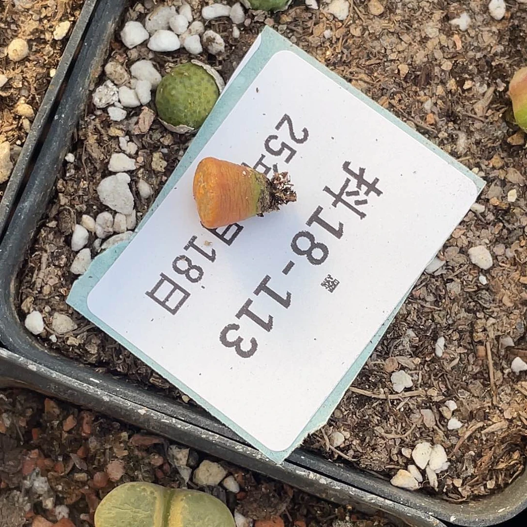 爱***桃18-113肉锥多肉植物