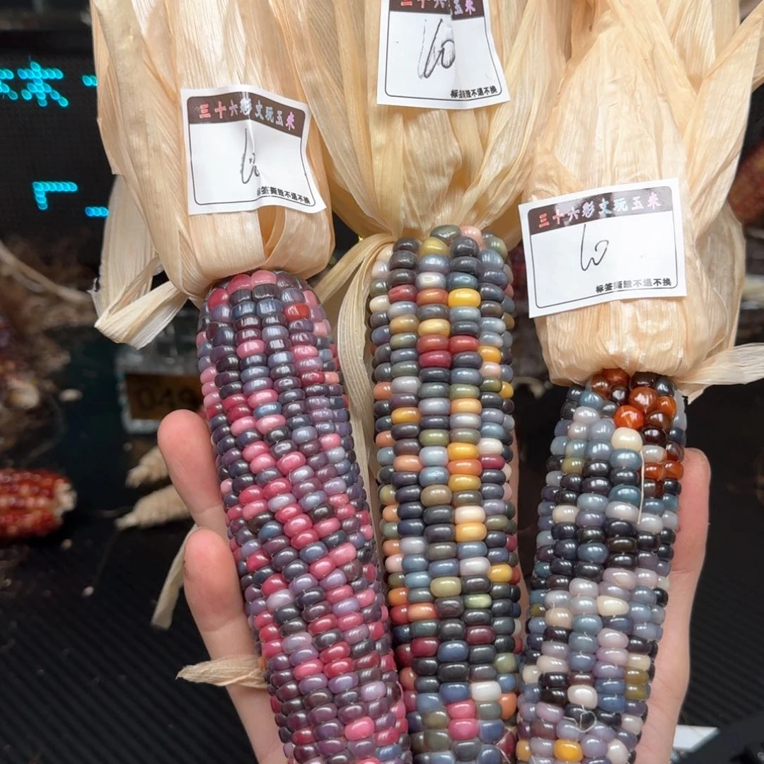 柏香籽/百香籽吊坠可***提