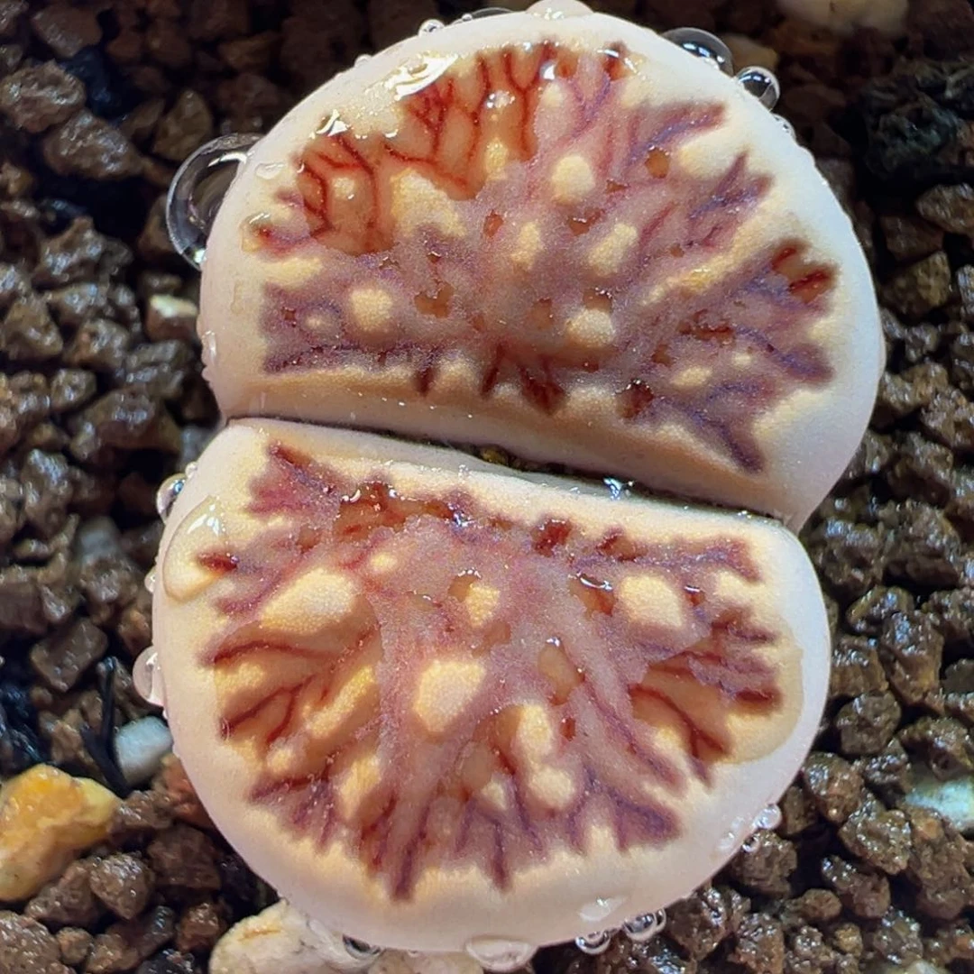 菊多肉植物带盆11