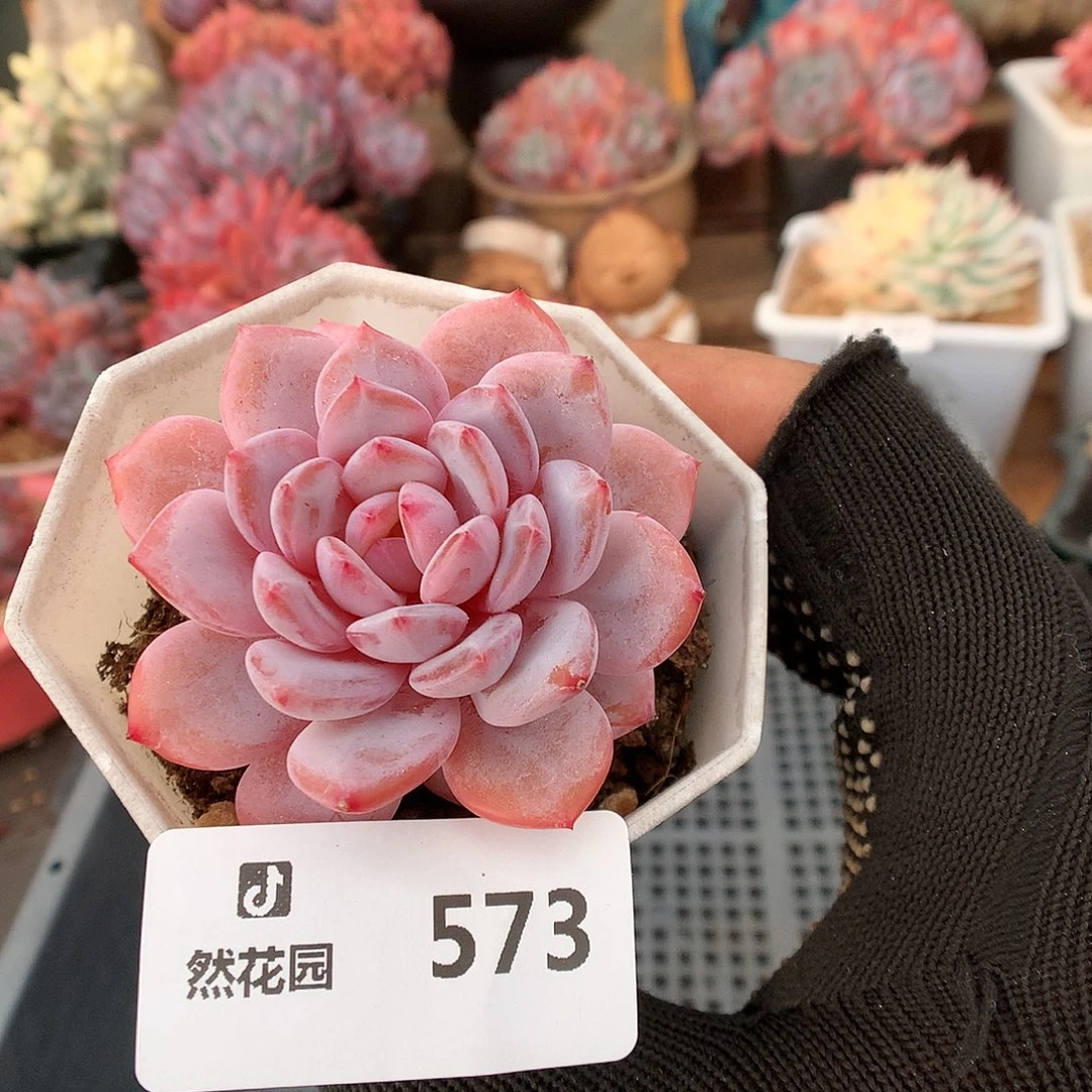 573星星橙多肉植物66666