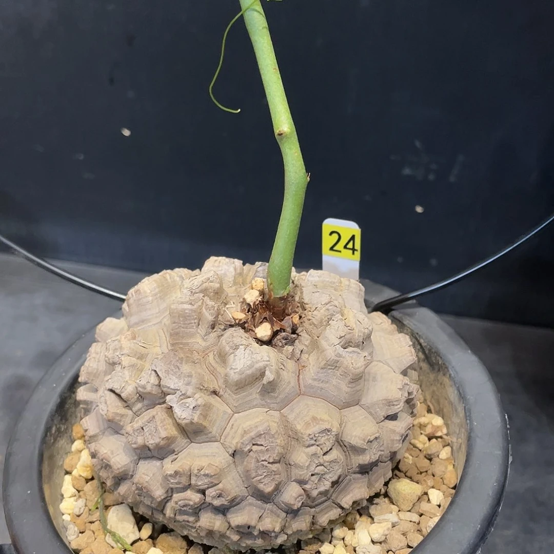 24号龟甲龙10.2公分不退换