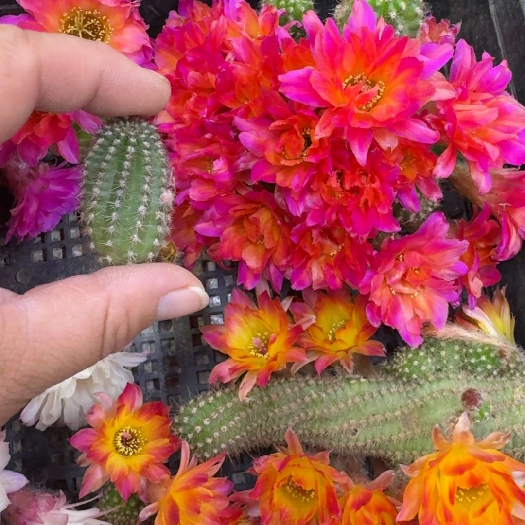 313白檀紫牡丹无根侧牙小，20包邮一个