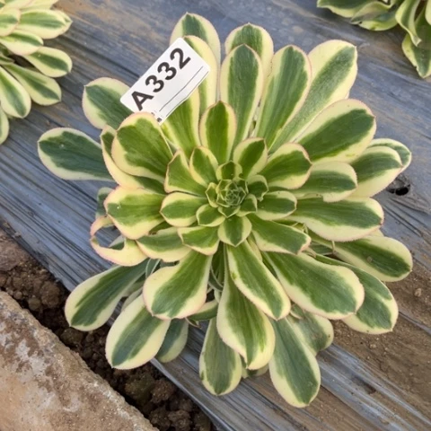 多肉植物宝石捷捧花