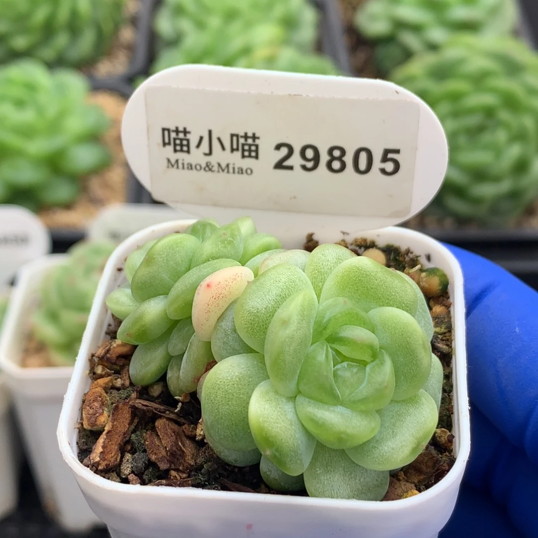 多肉植物杂交珍妮