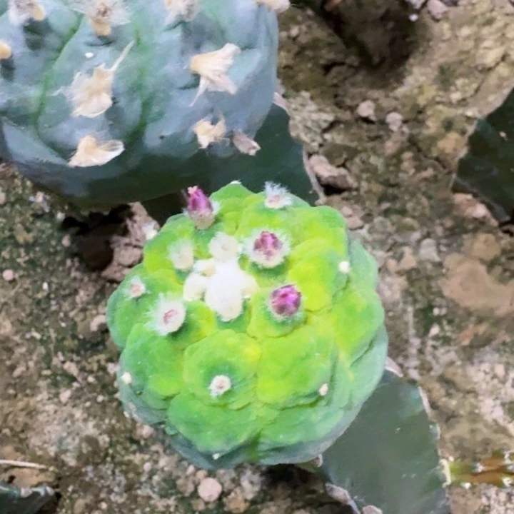 902黑肌大皱油仙人球