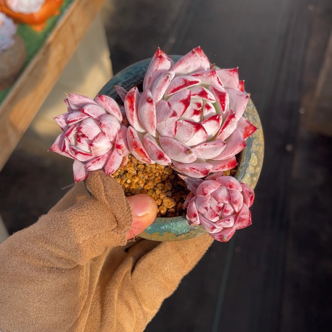 一物一拍不支持退换