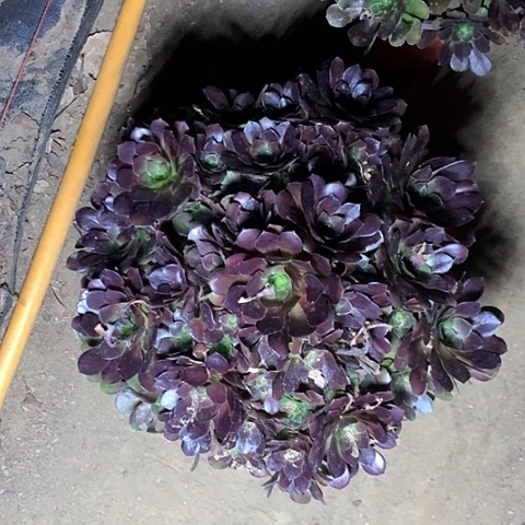 静***静荷兰玫瑰多肉植物法师13号