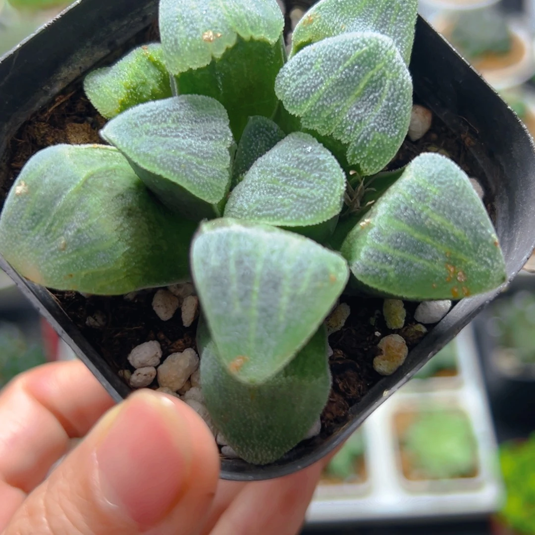 大***逗青瓷玉露多肉多肉多肉