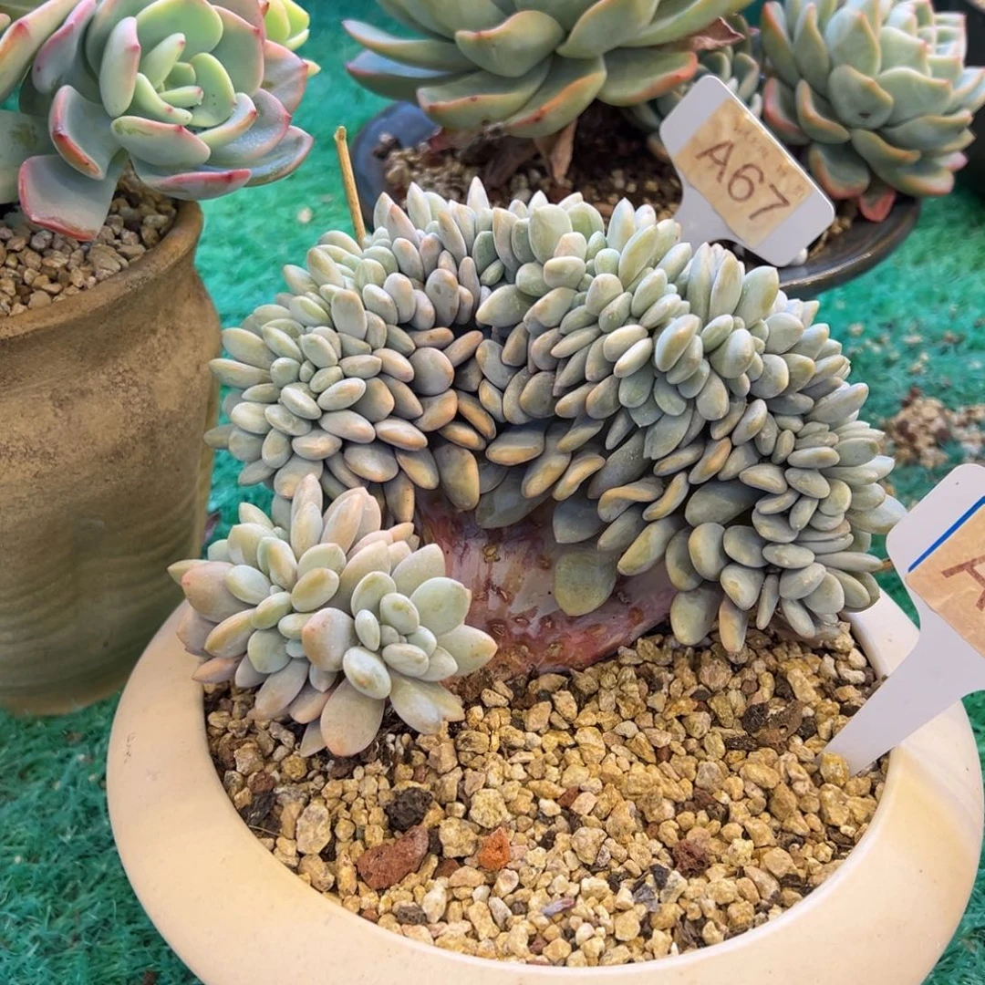 粉兔缀，，，，，，，，，，，，，