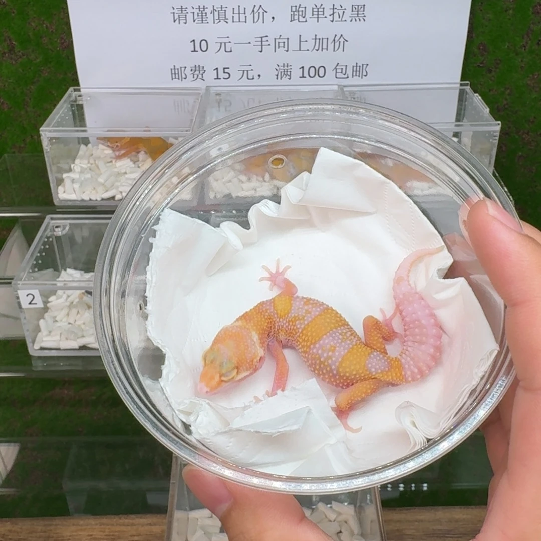 豹纹守宫红眼暴龙 公 6.13