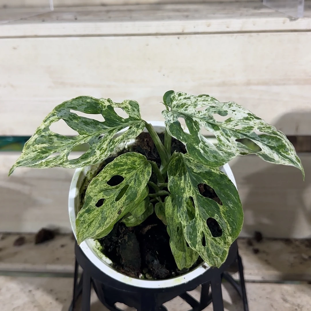 无花朵冰冻雀斑冰冻雀斑