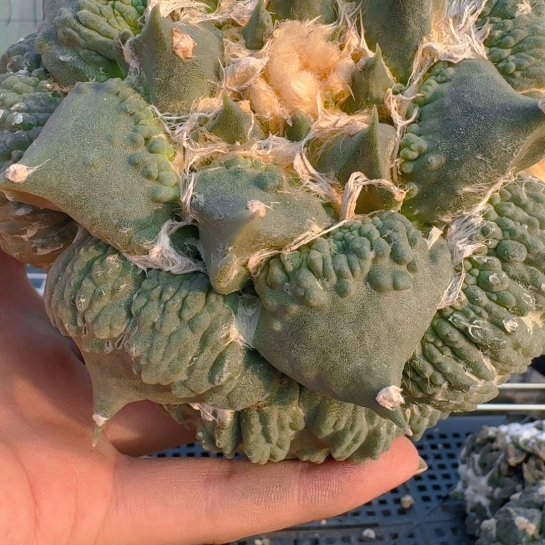 系****?仙人球开花一个