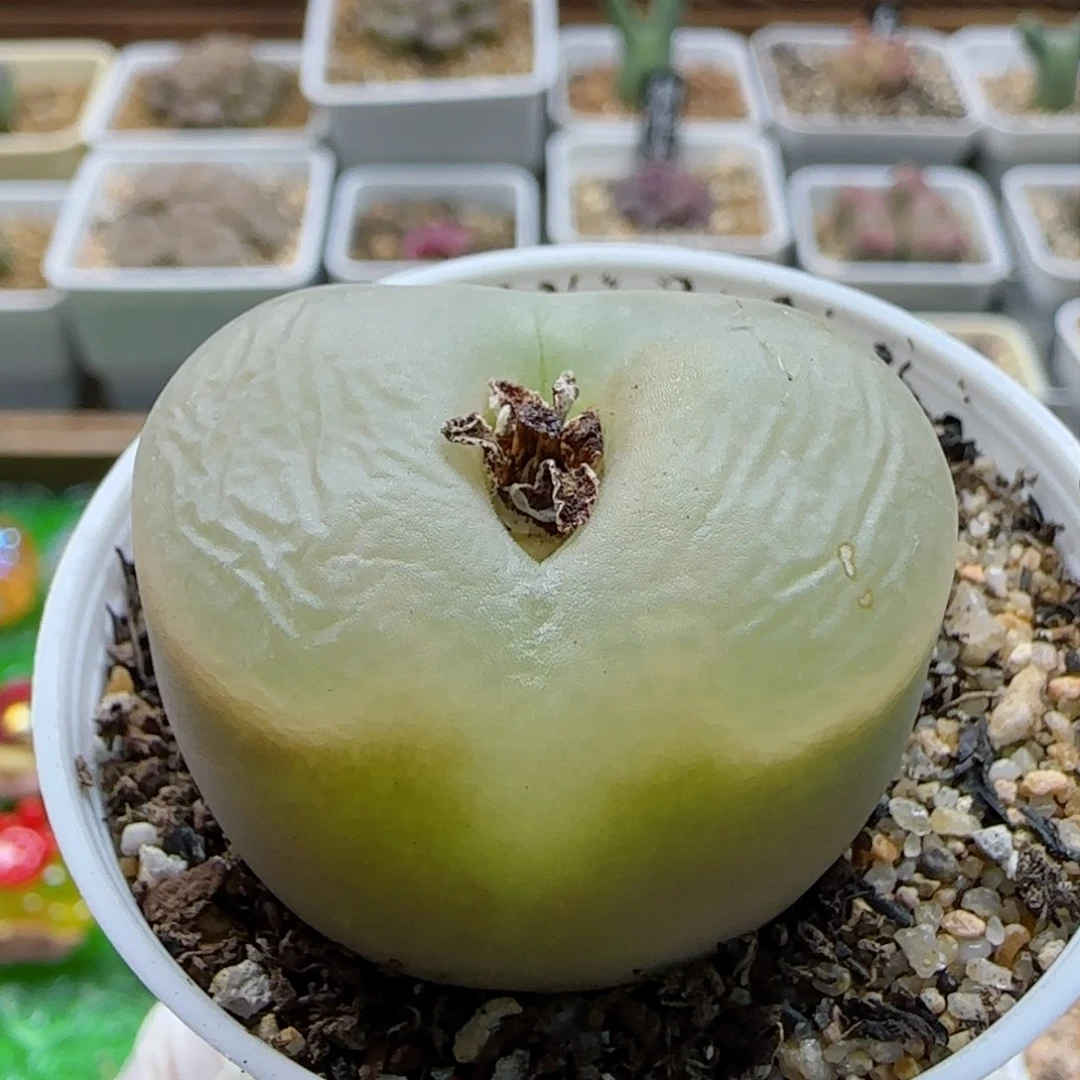 1-30-3-6新年福利8.8折大毛3.5cm脱土