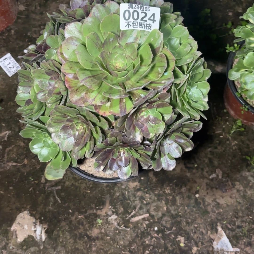 M. 0024花月夜多肉12233