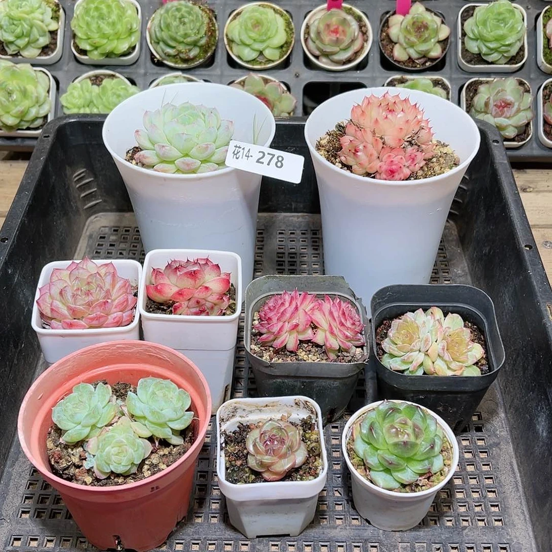 花利美14-278框拍9颗