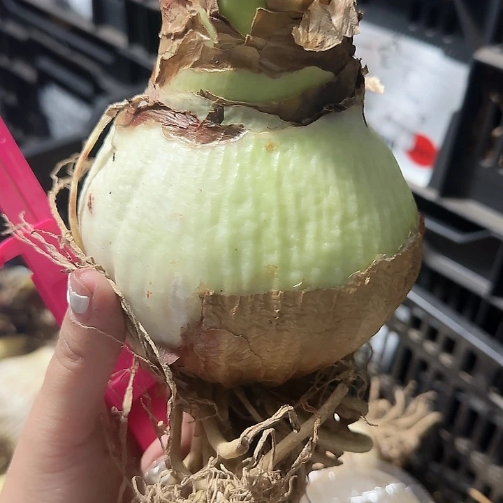 火焰黛丝10公分进口球福利